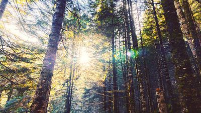 Sunlight through trees. Getty Images.jpg